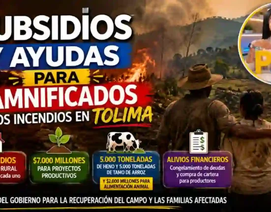 Subsidios y ayudas para damnificados por los incendios en Tolima estas son las medidas anunciadas por el Gobierno